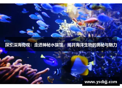 探索深海奇观：走进神秘水族馆，揭开海洋生物的奥秘与魅力